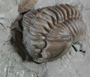 Detailed Flexicalymene Trilobite In Shale - Ohio #52669-1